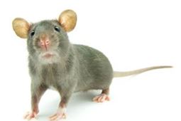 Cute Rat CFIEvent2018 